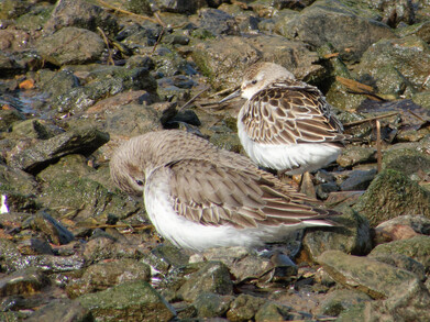 Thumbnail of Little Stint